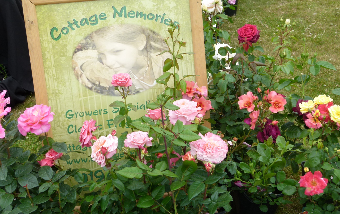 Cottage Memories rose nursery